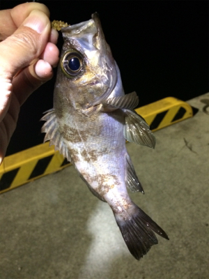 マリンピア沖洲でライトゲーム