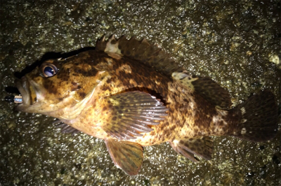 プラグが効かない…