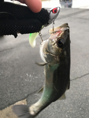 太刀魚撃沈、チビシーバス