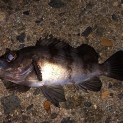 メバリングでタチウオ？