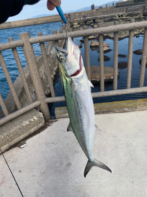 初めてのサゴシ