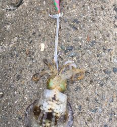 ほぼとんぼ返り