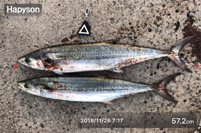 数が少なくなってきました