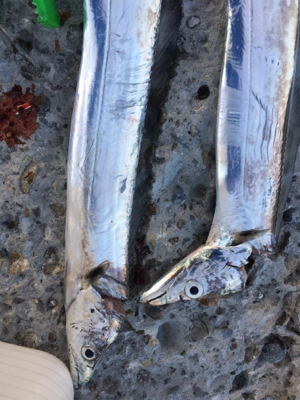 今年もあと何回いけるやろ、、、