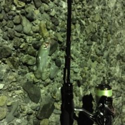 短時間アジング