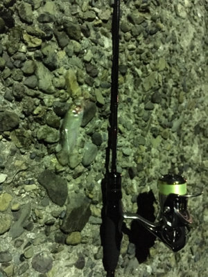 短時間アジング