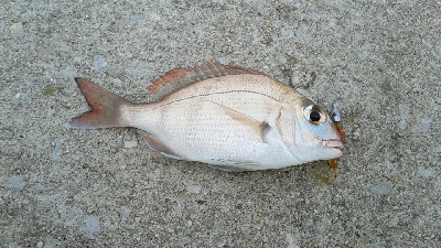 五目達成ならず