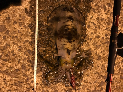 帰宅ついでの釣り