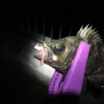 大阪湾奥アジング&ワインド 5目達…