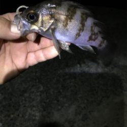 ナイトメバリング