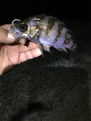 ナイトメバリング