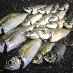 久しぶりのアジの群れ