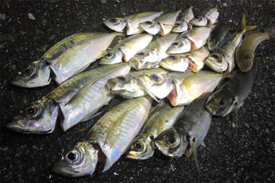 久しぶりのアジの群れ