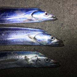 タチウオまだいける？