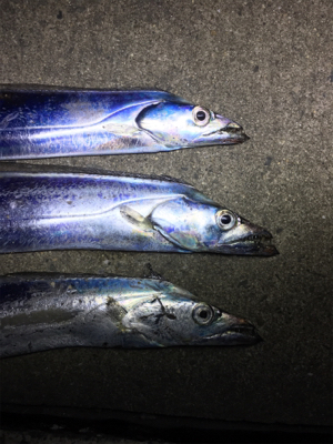 タチウオまだいける？