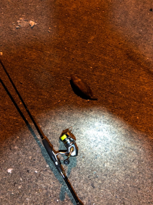 ナイトライトゲーム