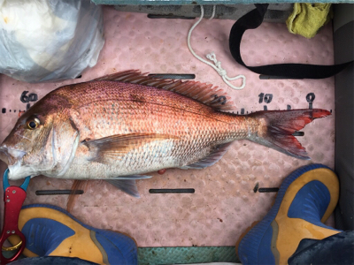 マイボートで丹後タイラバ釣行