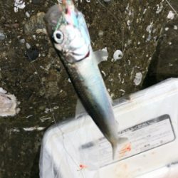 大浦漁港でイワシ・タチウオ