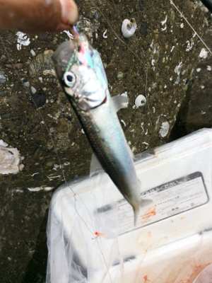 大浦漁港でイワシ・タチウオ