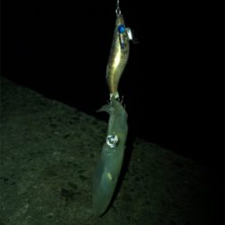 かなりムラのあるヒイカ釣りσ(^_^;)