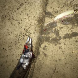 湾奥が賑やかになってきました