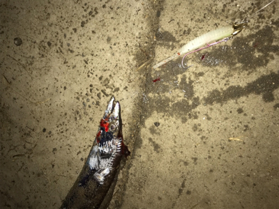 湾奥が賑やかになってきました