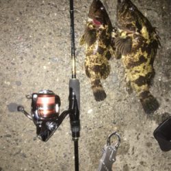 タケノコメバル