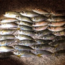 完敗からの安パイ