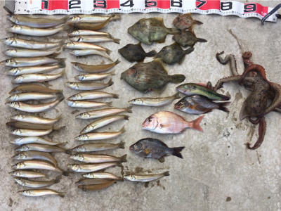 落ちギス狙い！