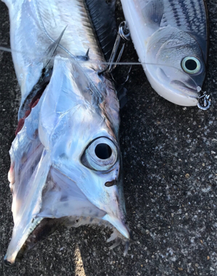 メガロサイズルアーに太刀魚バイト！！