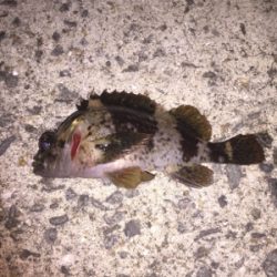 小型が多かったけど楽しかったです