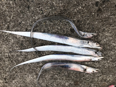 ハピソンかっ飛びボールでタチウオ５本