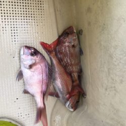 明石  鯛サビキ