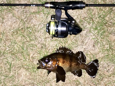 メバリスト1805〜1850