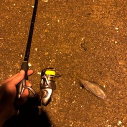 ナイトアジング