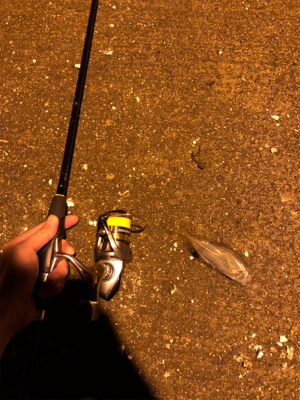 ナイトアジング