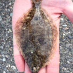 可愛い〜カレイ