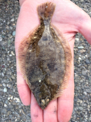 可愛い〜カレイ