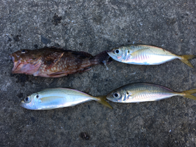 夢舞大橋下、寒すぎて