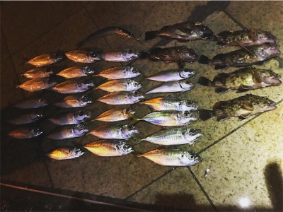 雨の中でのアジング