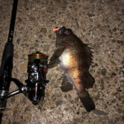 今シーズン最後のエギング