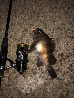 今シーズン最後のエギング