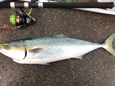 青物リベンジチャンス