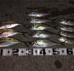 アジ好調(´∇`)