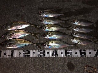 アジ好調(´∇｀)