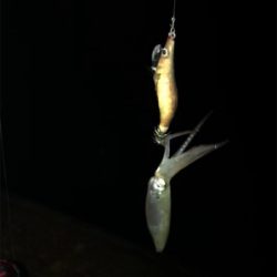 かなり渋いヒイカ釣りσ(^_^;)