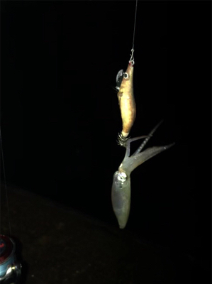 かなり渋いヒイカ釣りσ(^_^;)