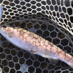 ルアーの引き出し