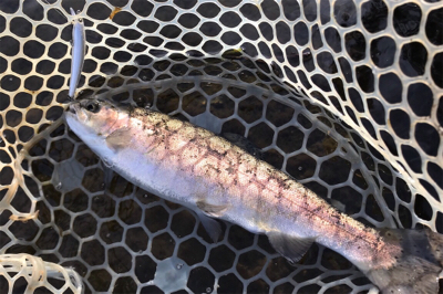 ルアーの引き出し