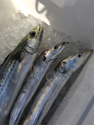 早朝ショアジギング